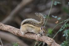 Striped tree squirrel