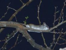 Tree rat