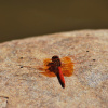 Trithemis kirbyi ardens | Orange-winged Dropwing, Rock Dropwing
