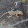 Rhoptropus boultoni boultoni | Boulton's Namib Day Gecko