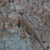 Rhoptropus boultoni boultoni | Boulton's Namib Day Gecko
