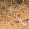 Pseudaspis cana | Mole Snake