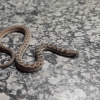 Dasypeltis scabra | Rhombic or Plain Egg-eater