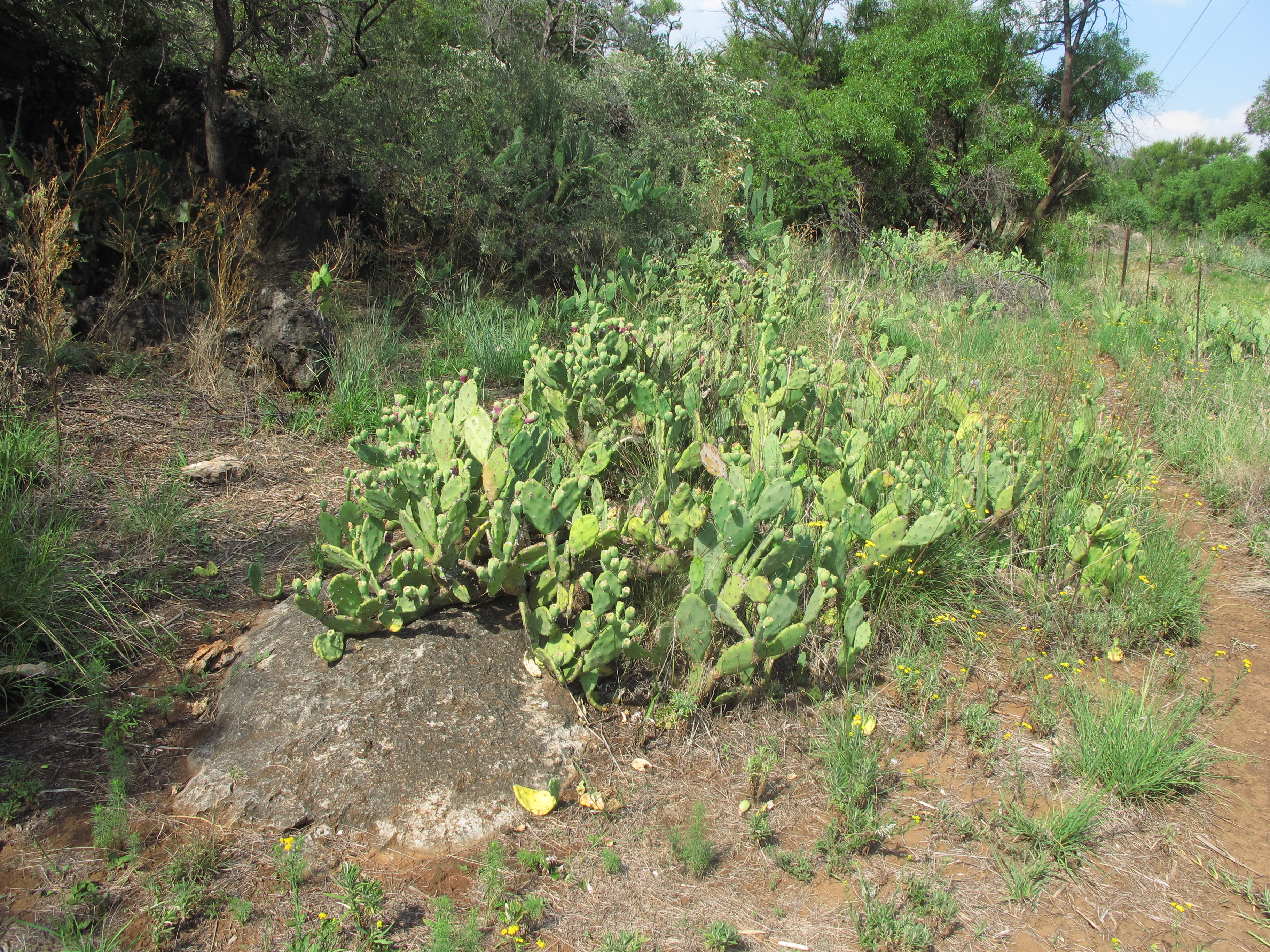 Opuntia stricta - spiny type, from Okavango floodplain