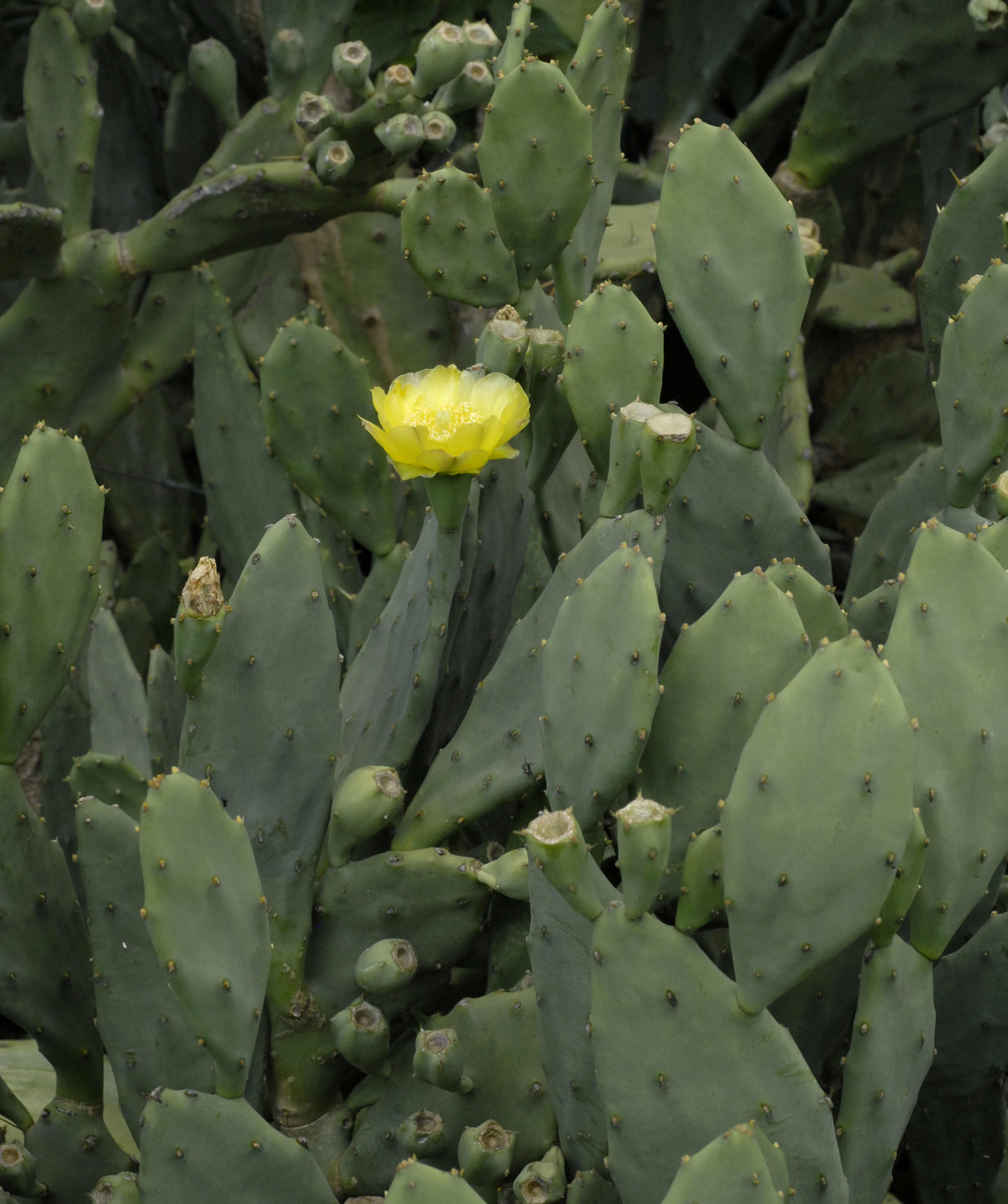 Opuntia stricta