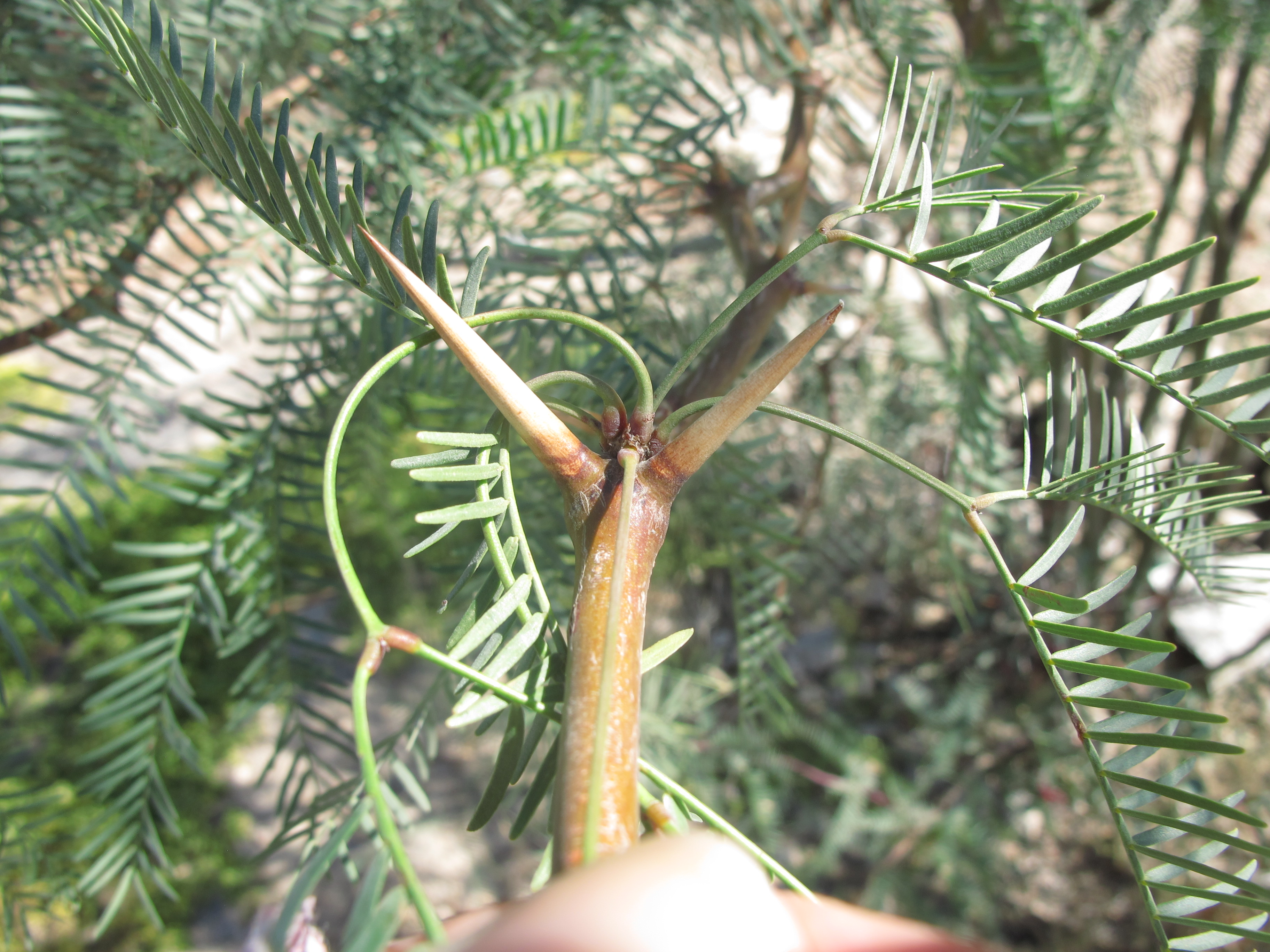 Prosopis glandulosa