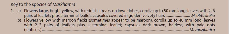 Markhamia