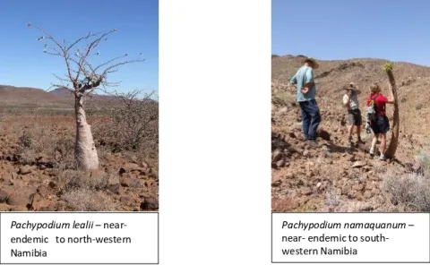 Namibian near-endemic plants
