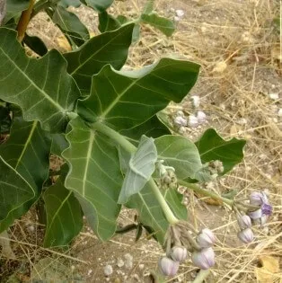 Calotropis gigantea