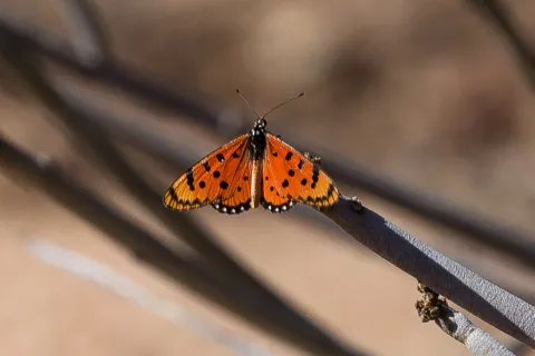 Photo: Ragnhild & Neil Crawford 