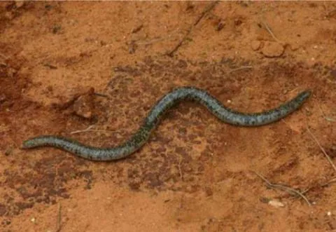 Photo: M O'Shea/K Stratford/Ongava Research Centre