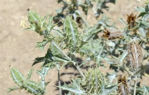 Photo: Coleen Mannheimer