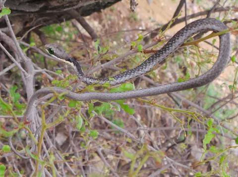 Male. Photo: Francois Theart
