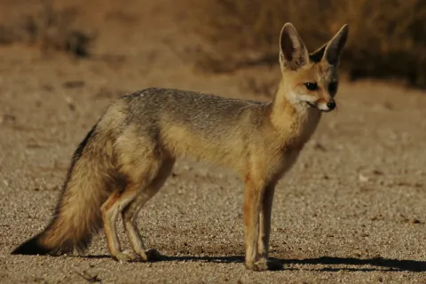 Photo: Carnivore project