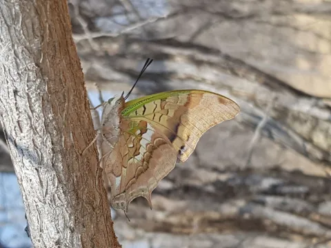 Photo: Alex Singleton