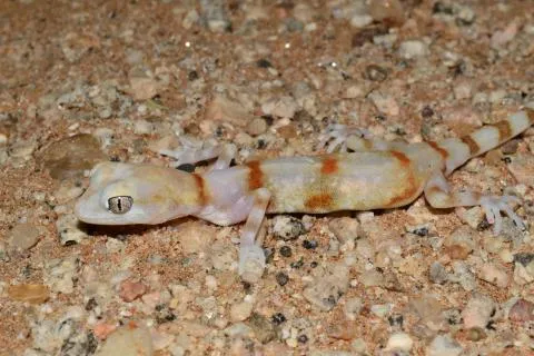 Photo: Francois Becker