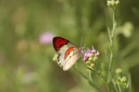 Photo: Matthew Walters