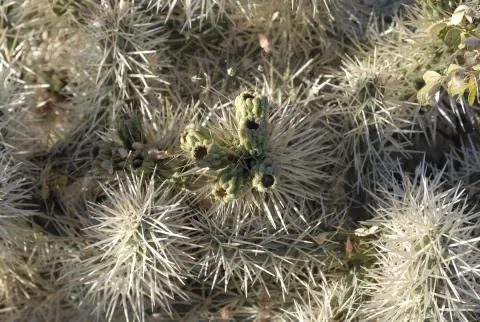 Photo: Coleen Mannheimer