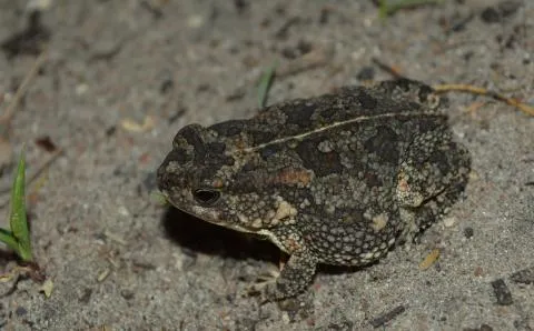 Photo: Francois Becker