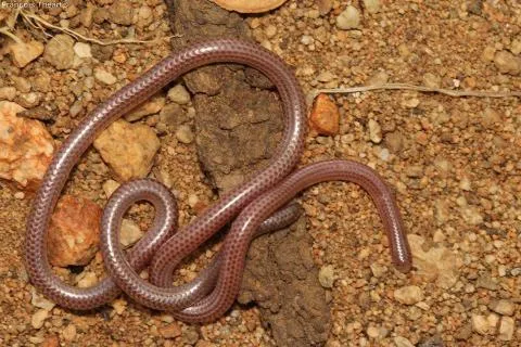 Photo: Francois Theart