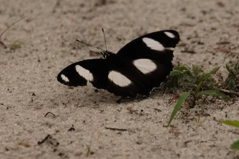 Male. Photo: Steve Braine,