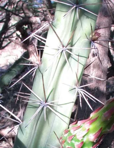 Photo: Coleen Mannheimer