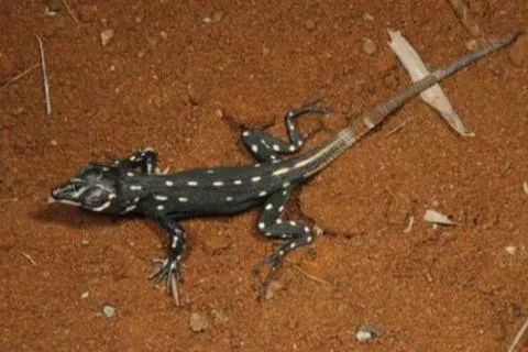 Photo: M O'Shea/K Stratford/Ongava Research Centre