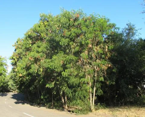 Photo: Coleen Mannheimer