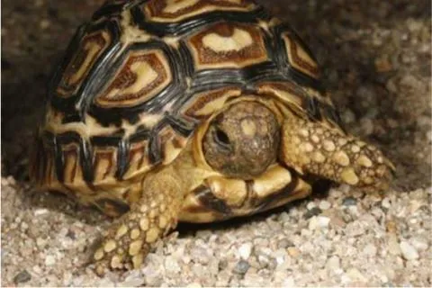 Photo: M O'Shea/K Stratford/Ongava Research Centre