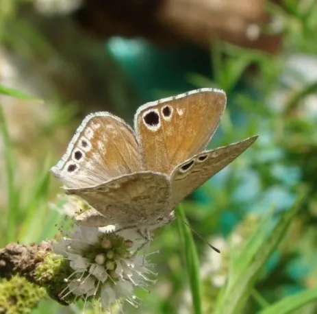 Photo: Raymond Peters