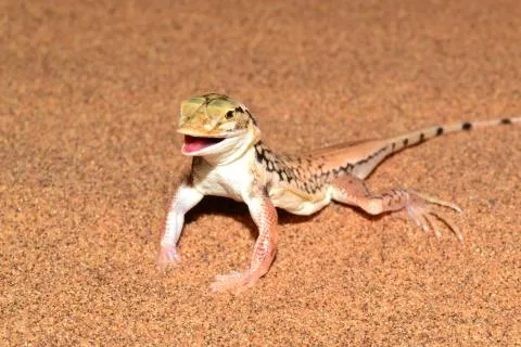 Photo: Francois Becker