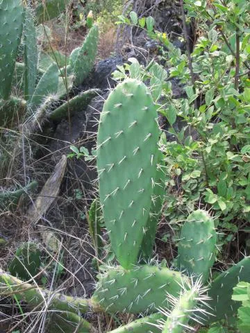 Photo: Coleen Mannheimer