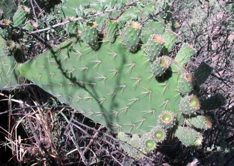 Photo: Coleen Mannheimer