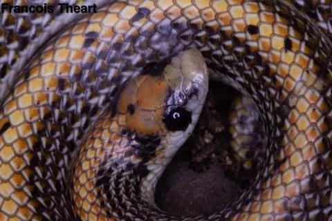 Photo: Francois Theart