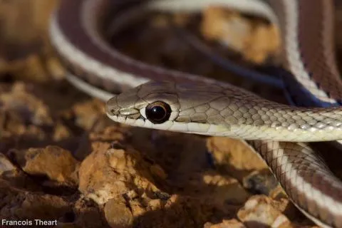 Photo: Francois Theart