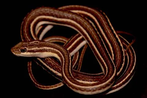 Photo: Francois Theart