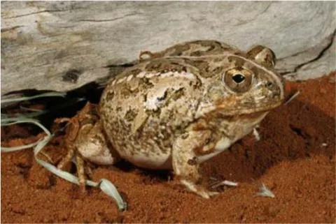 Photo: M O'Shea/K Stratford/Ongava Research Centre