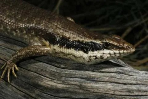 Photo: M O'Shea/K Stratford/Ongava Research Centre