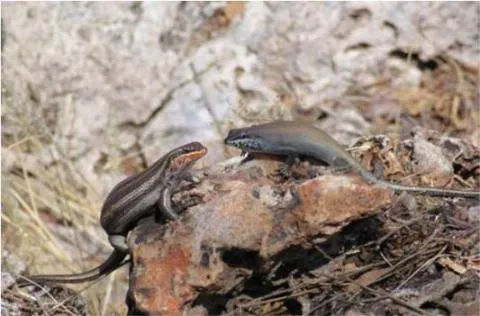 Photo: M O'Shea/K Stratford/Ongava Research Centre