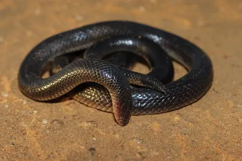 Photo: Francois Theart