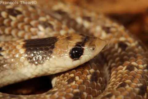 Photo: Francois Theart