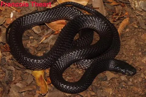 Photo: Francois Theart