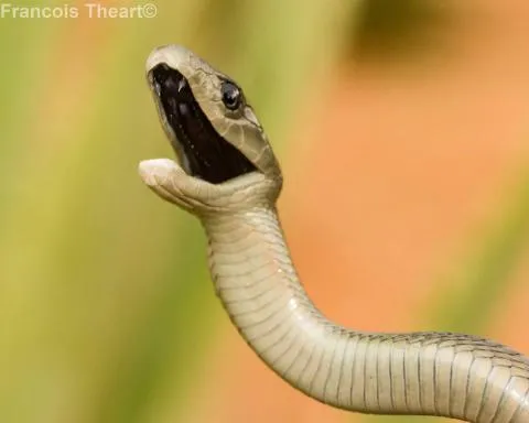 Photo: Francois Theart