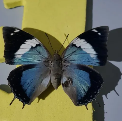 Photo: Alex Singleton