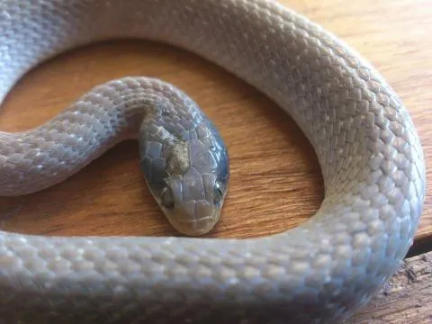 Photo: Curt-Ingo Sagell