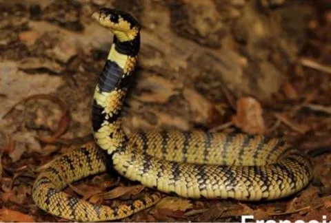 Photo: Francois Theart