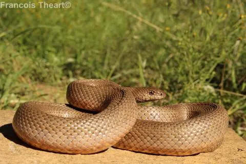 Photo: Francois Theart