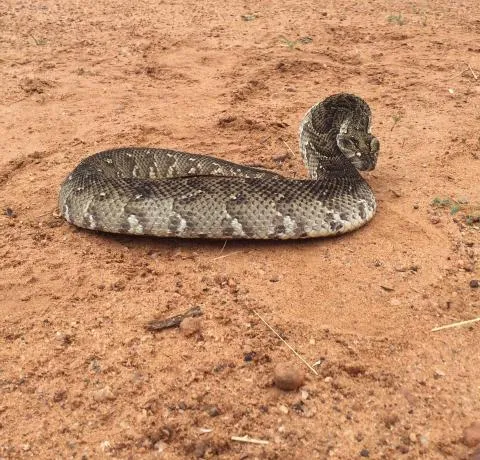 Photo: Francois Theart