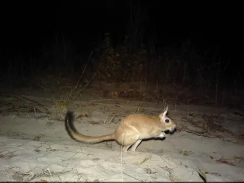 Photo: Kwando Carnivore Project