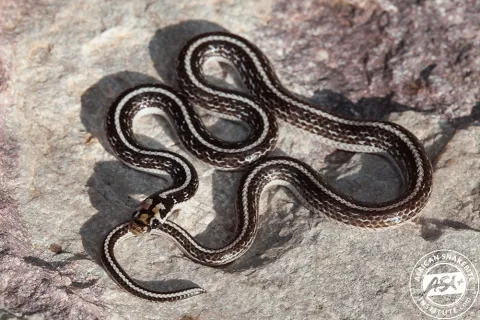 Photo: African Snakebite Institute